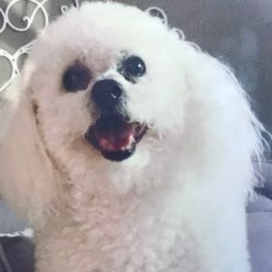 Meet your Posher, Susan